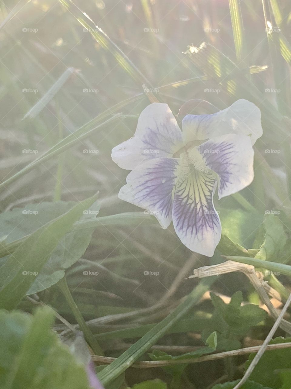 White and purple wild violet or viola and leaves with sun glare as backlighting