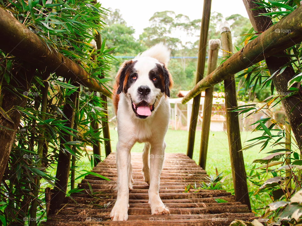 Dog Saint Bernard in a bridge 