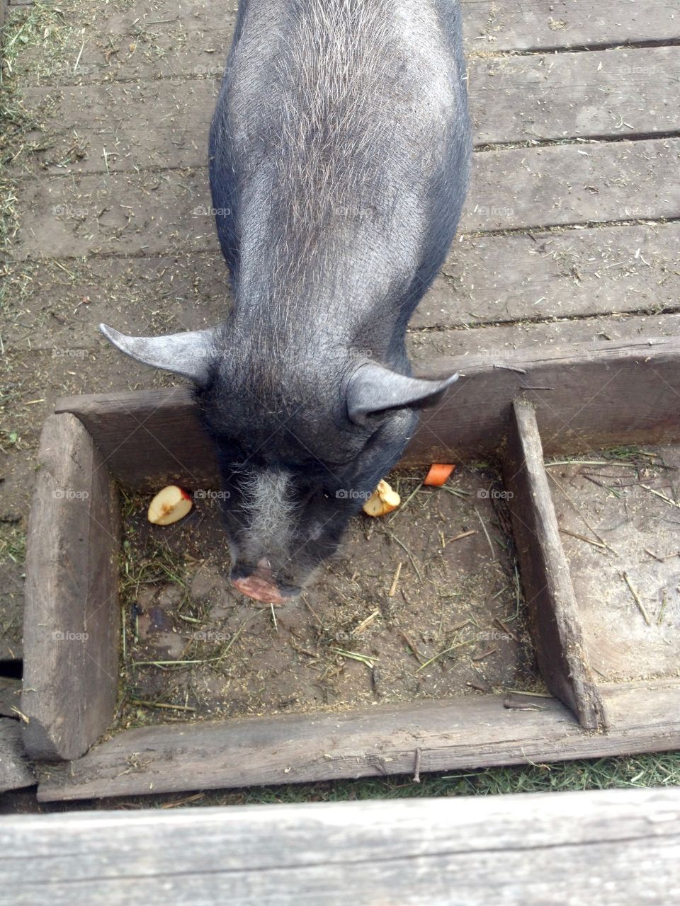 Black pig eating fruits in the farm