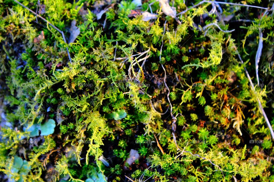 Moss growing in outdoors