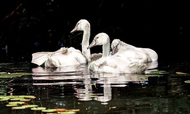 Baby Swan Naps