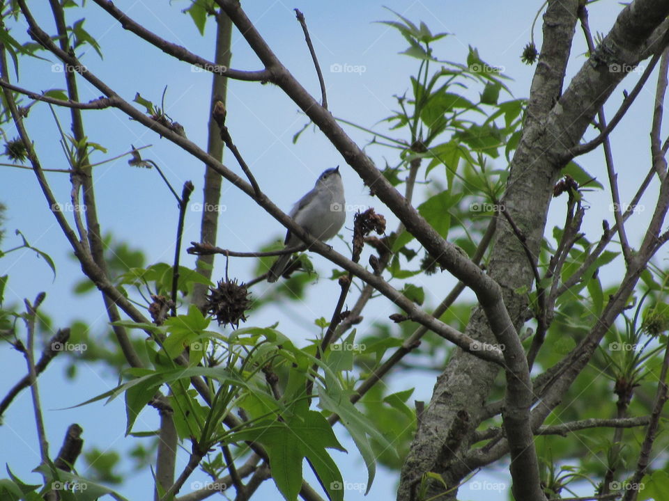 Least flycatcher