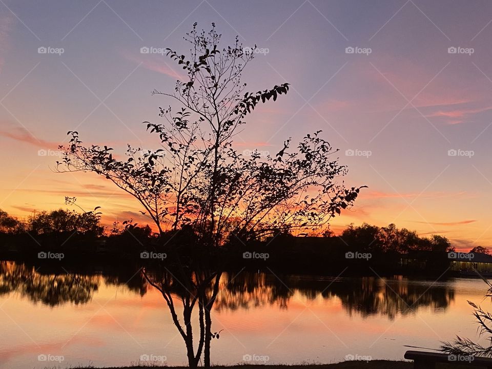 Crepe Myrtle sometimes used as center of Sunsets due to center location on Lake Bed. 