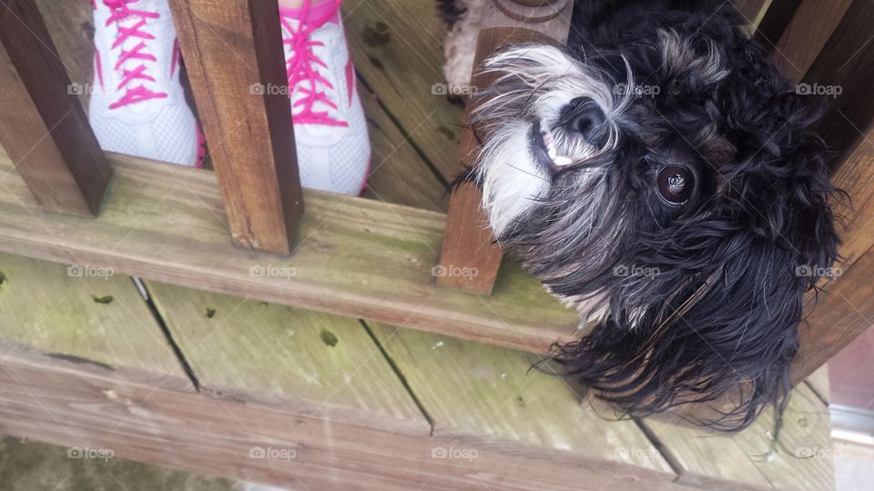 Cute Dog on Balcony