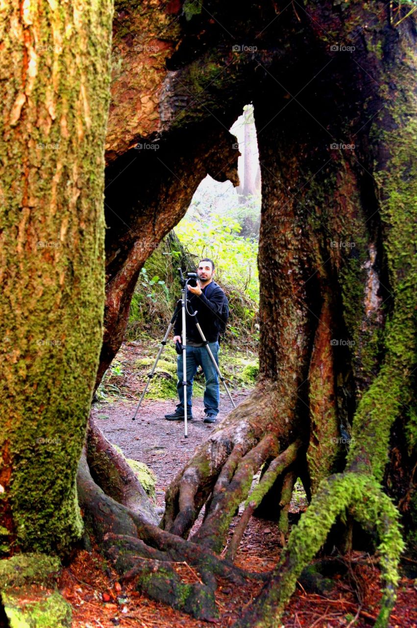 through the trees