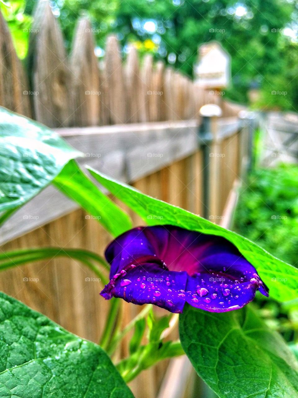 Wet flower