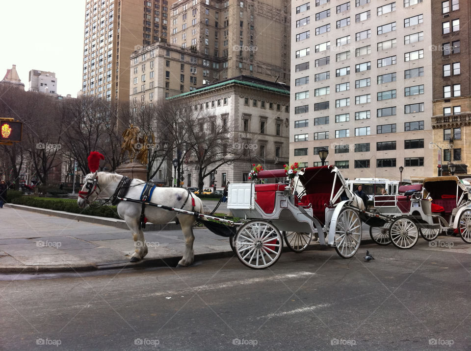new york horse beautiful carriage by kungfauxkid