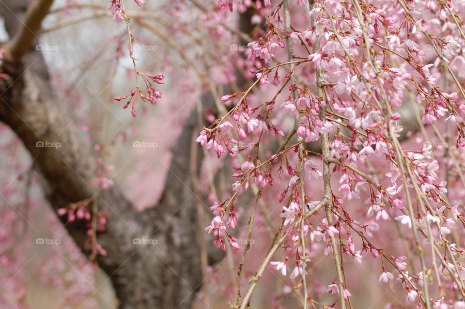 Weeping Cherry Blossom Tree. Weeping Cherry Blossom Tree