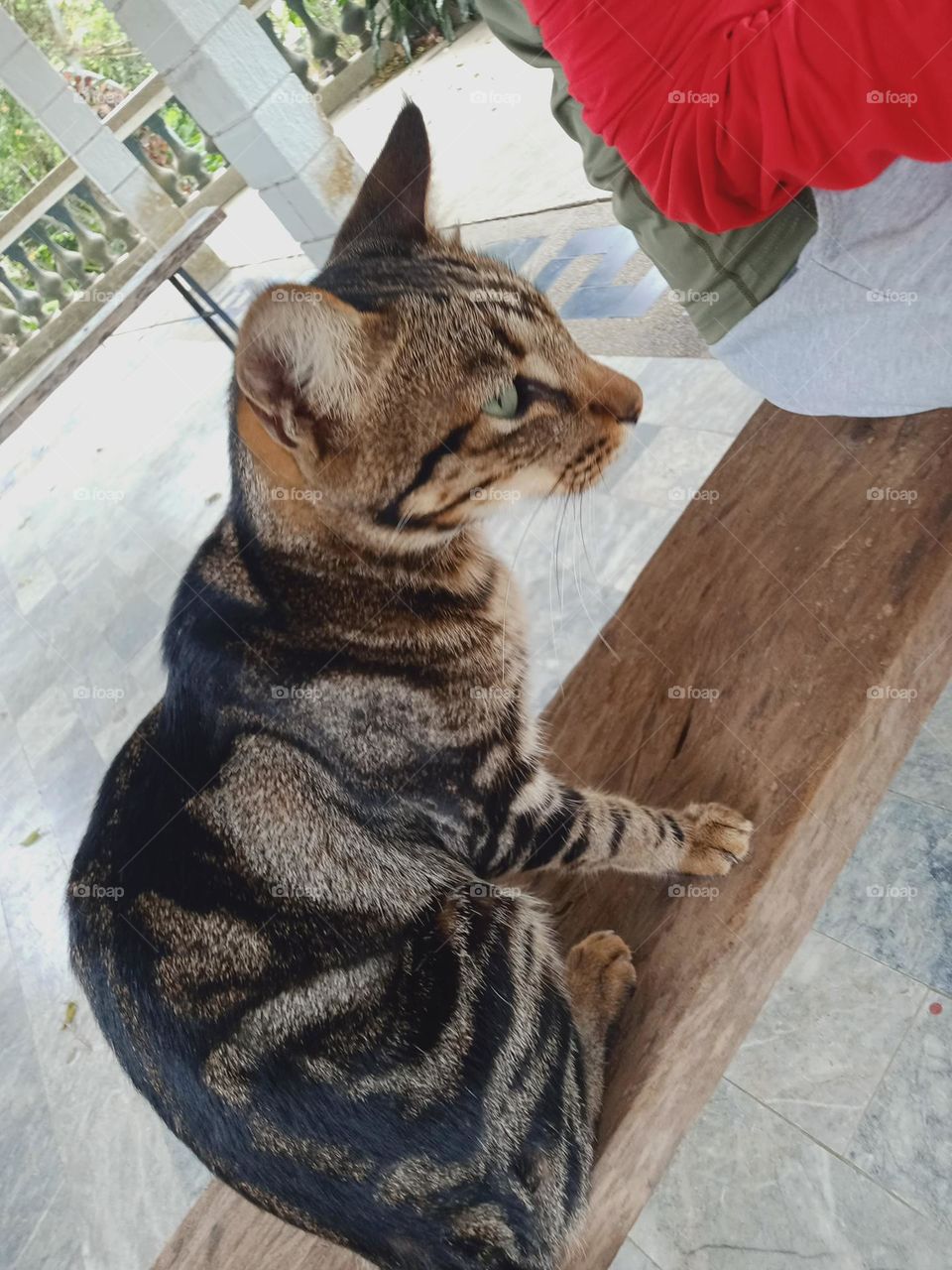 Tabby is any domestic cat with a distinctive 'M'-shaped marking on its forehead; stripes by its eyes and across its cheeks, along its back, and around its legs and tail; and, characteristic striped, dotted, lined, flecked, banded, or swirled patterns