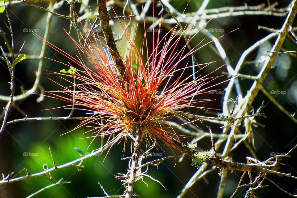 Red air plant