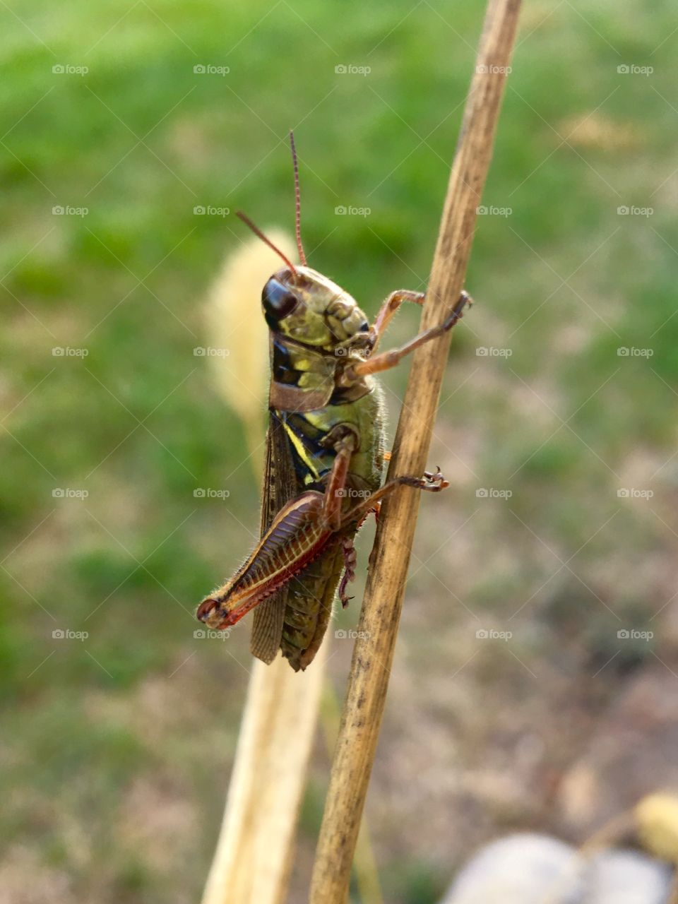 Grasshopper