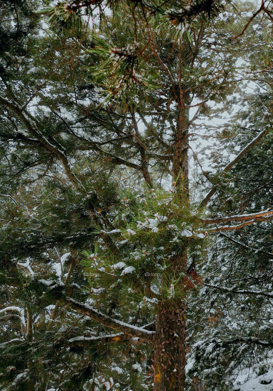 pine needles soaking snow drops
