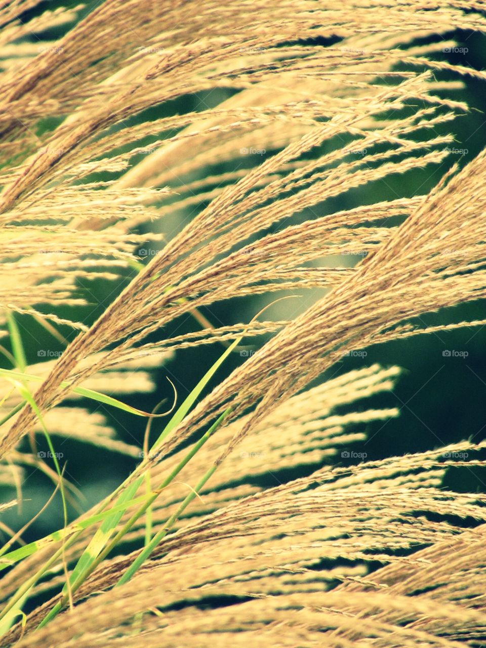 Close-up of crop