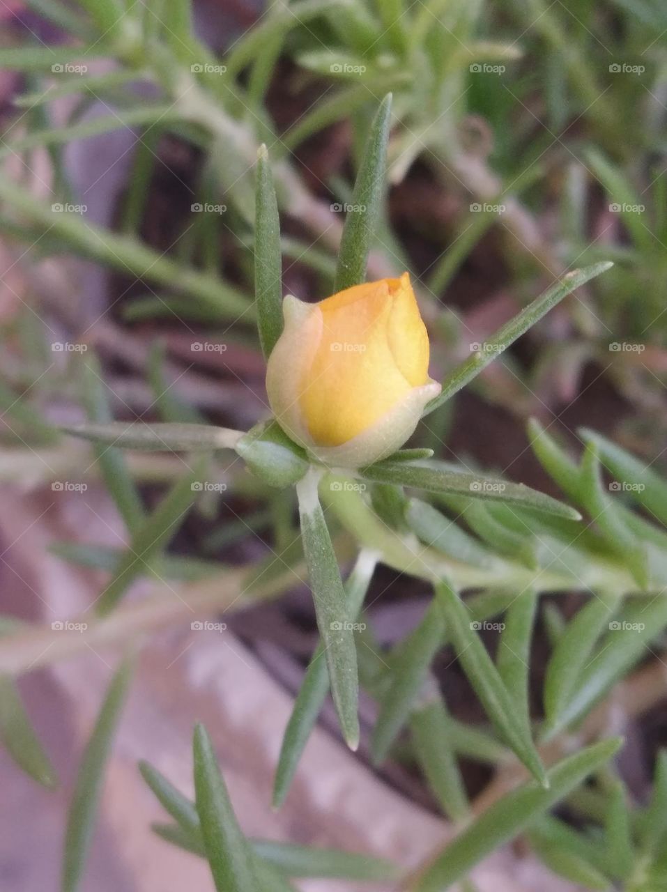 yellow flower bud shurb small in size fresh seasonal looking very beautiful generally found everywhere
