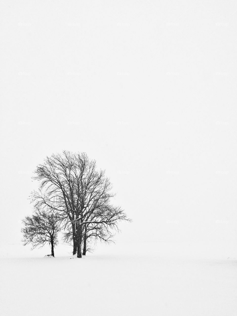 Trees in Snow