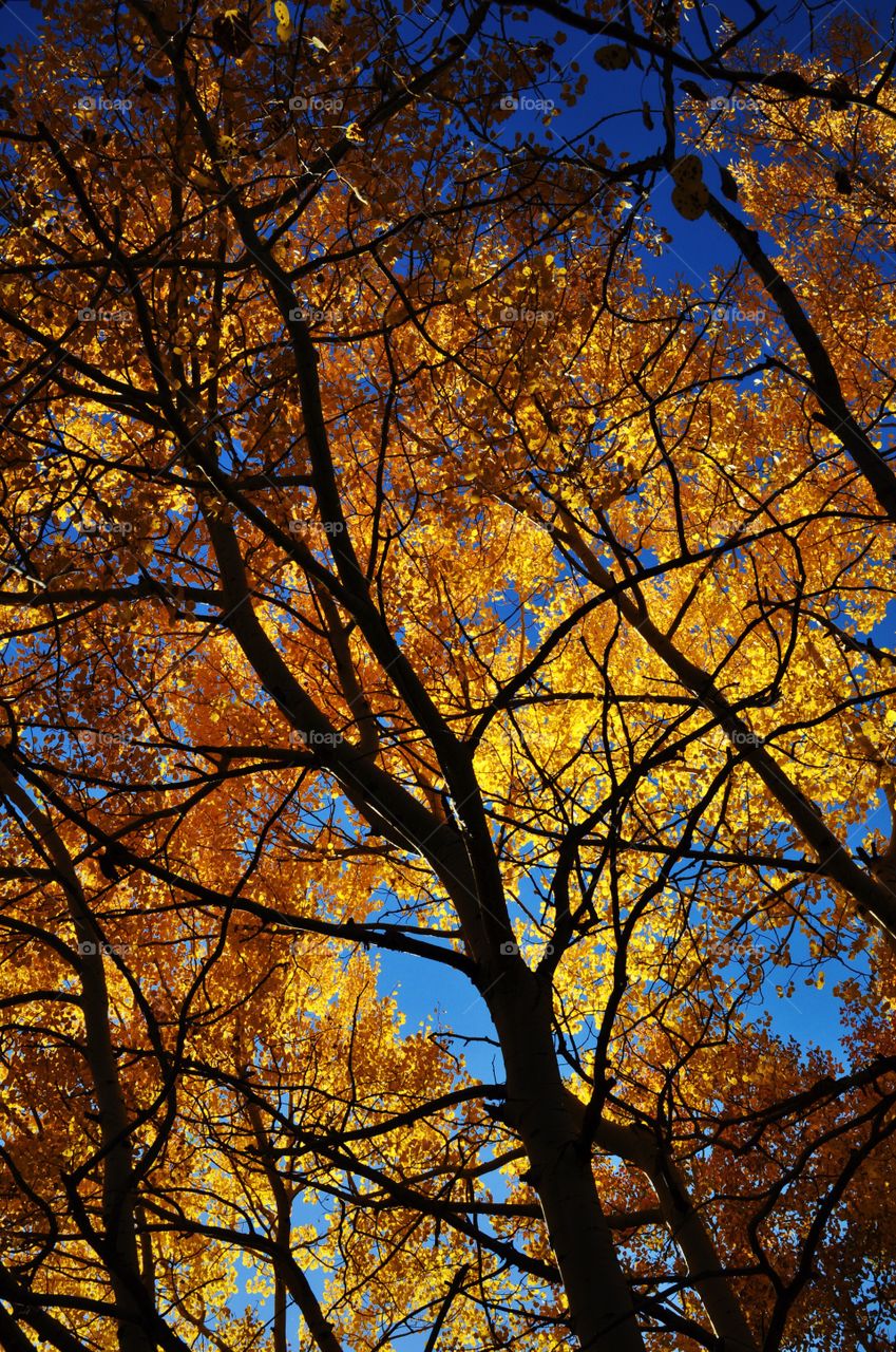 Yellow. Golden, CO