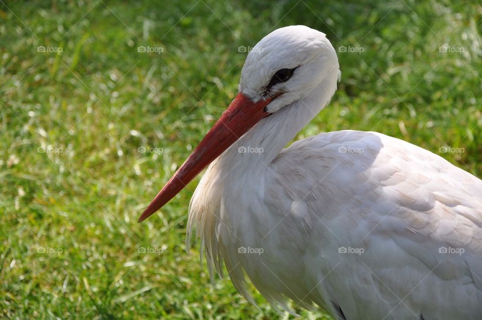 Stork.