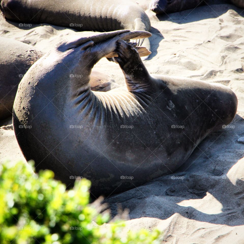 Seal on the Beach