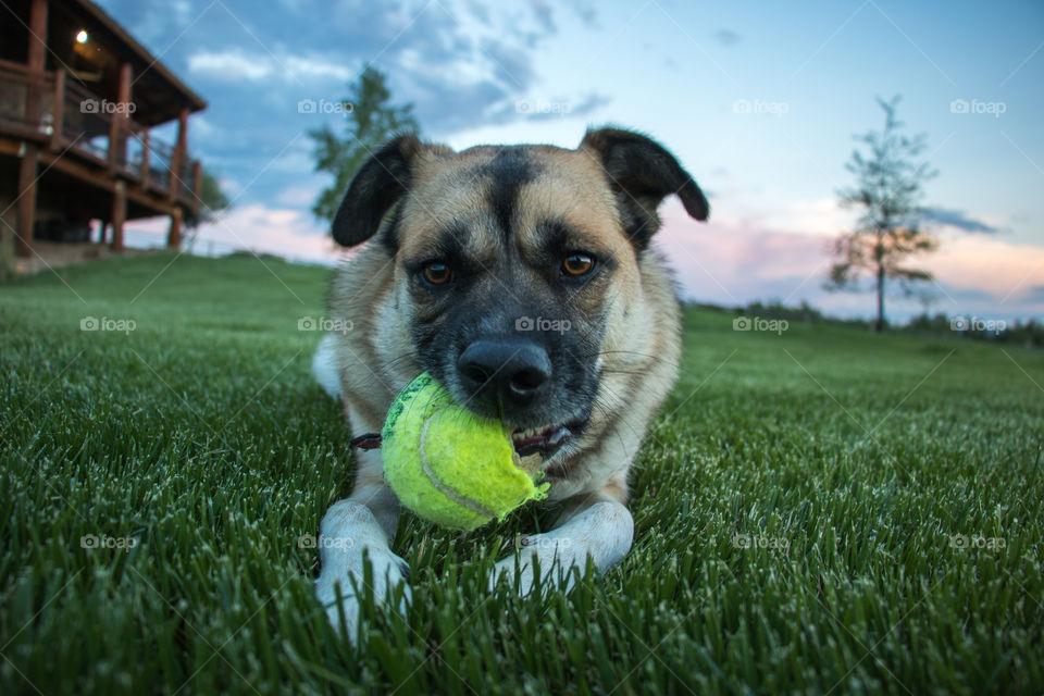 German Shepherd playing on a beautiful afternoon. 