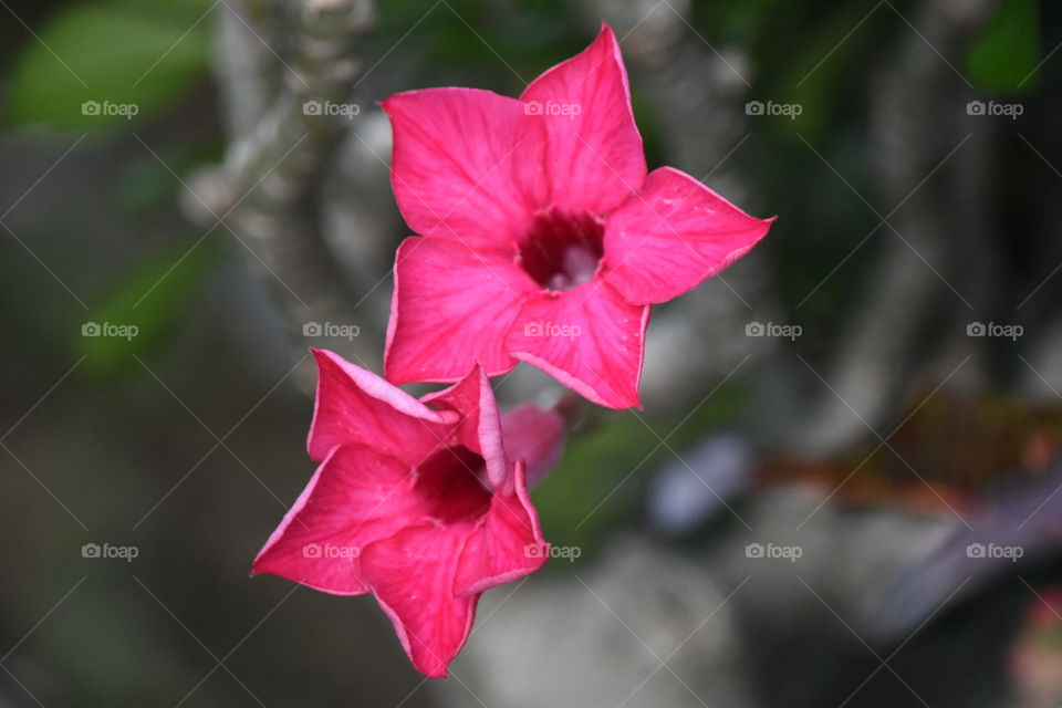 pink flower in the garden on blur background.