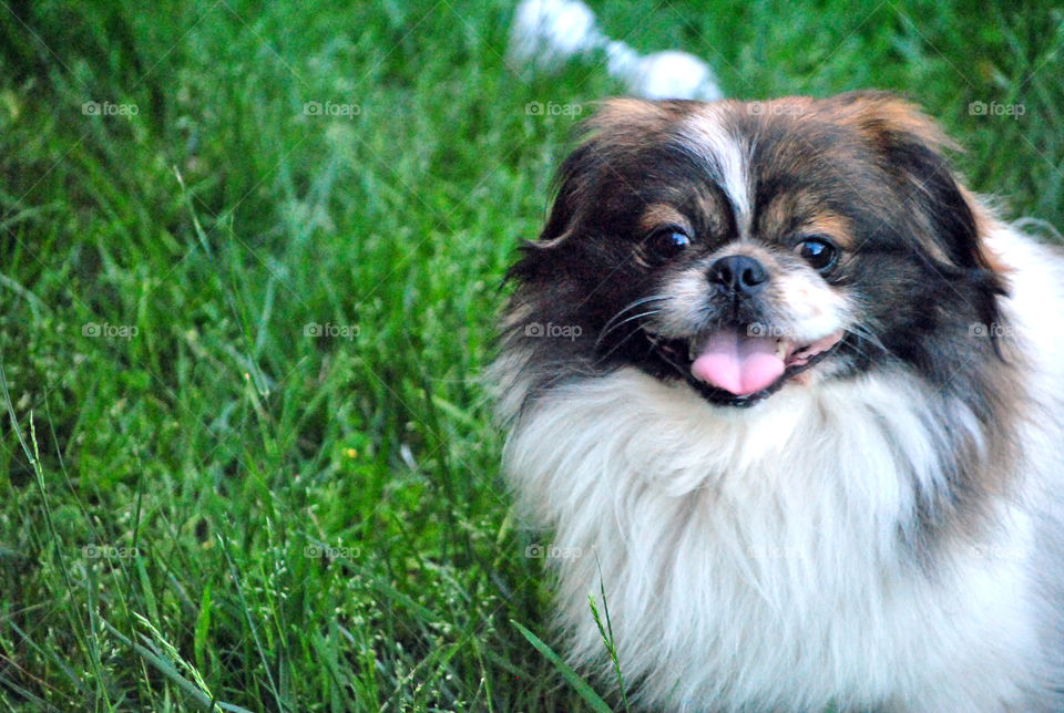 Pekingese playing with toy in grass