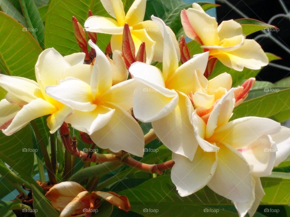 The temple tree. The temple tree in the garden