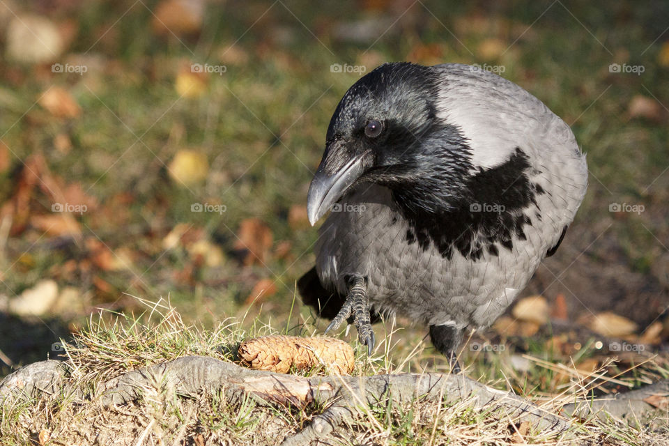Crow close-up .
Kråka närbild 