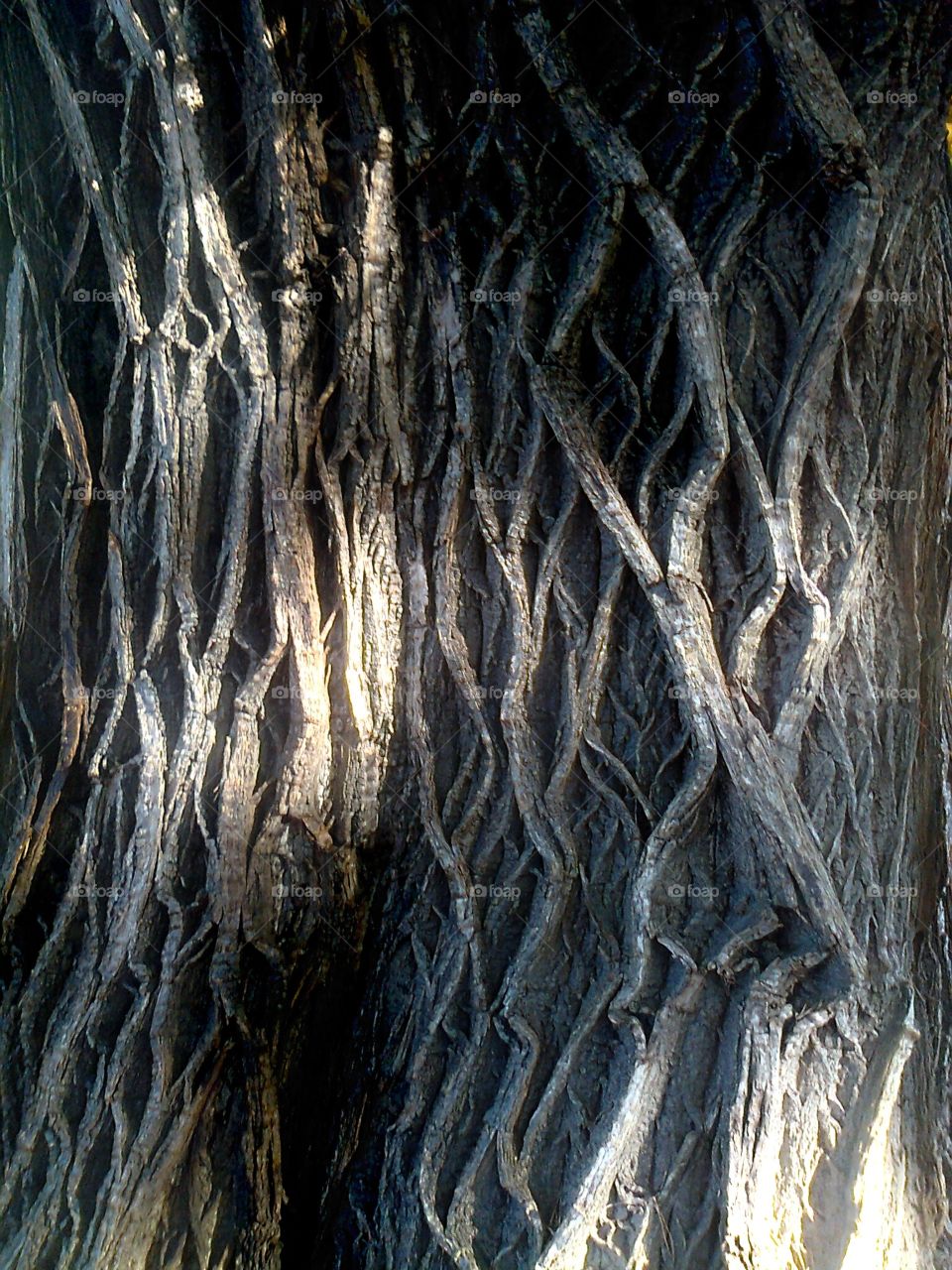 Shades on ancient tree trunk