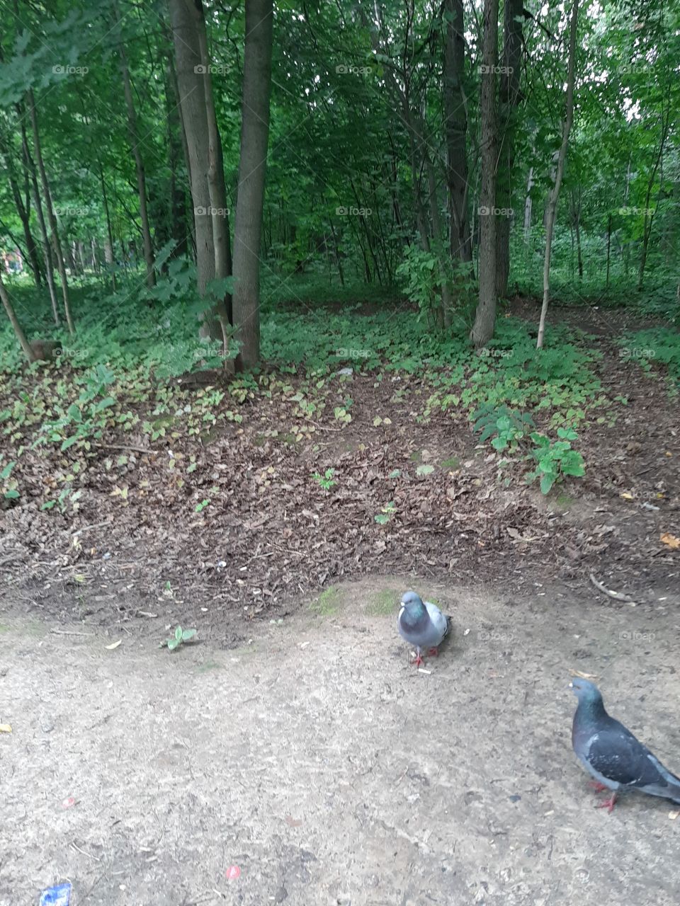 И   голуби   даже  есть!