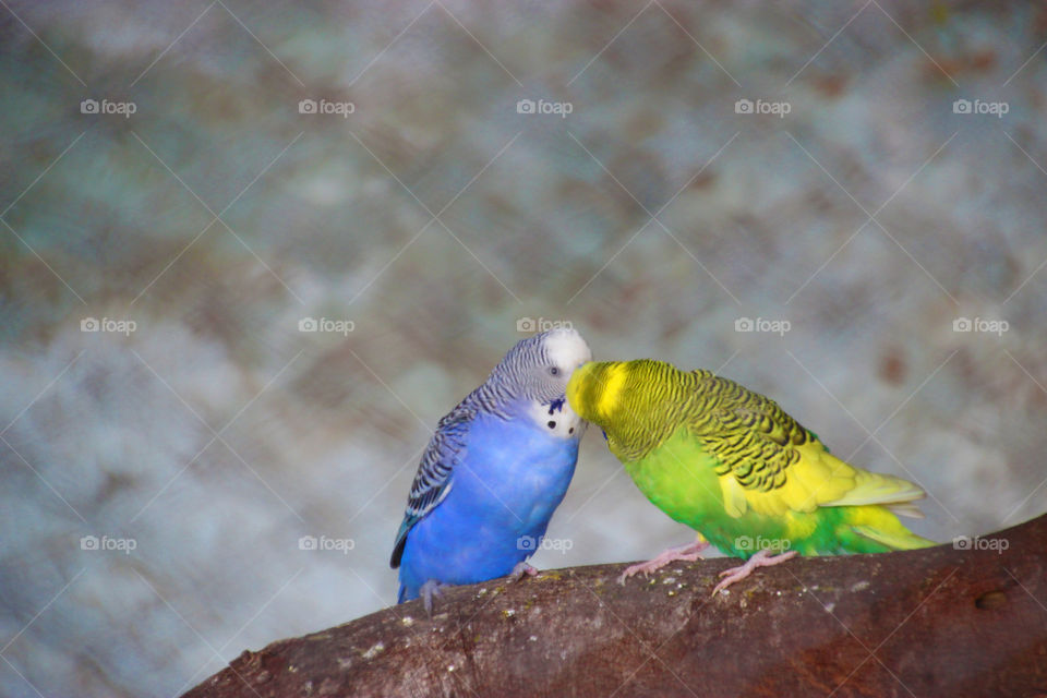 Love birds and colorful birds