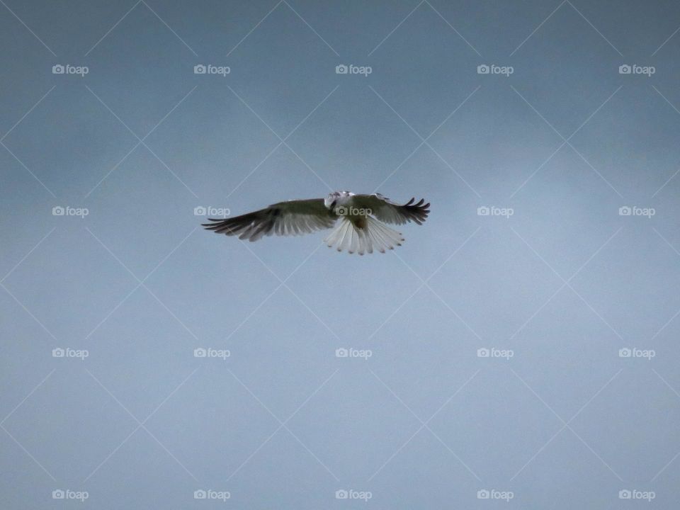 Gavião Peneira pairando no ar à procura de uma presa.