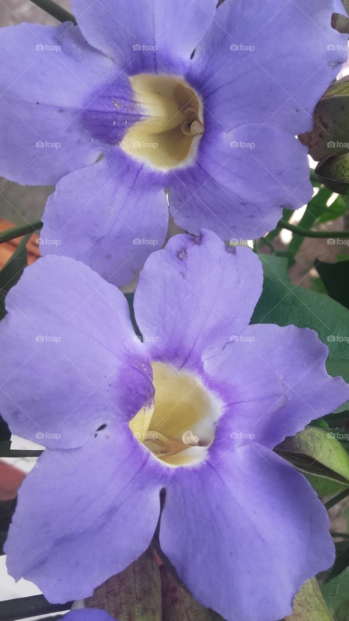 planta rasteira com flor de cor lilás flora brasileira