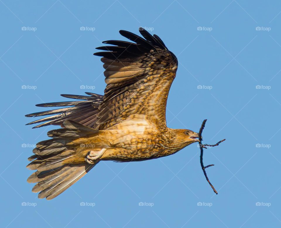 Whistling Kite with stick