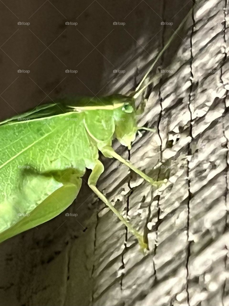 Closeup of green katydid on the porch, trying to get out of the wonderful rain/storm we had 💚