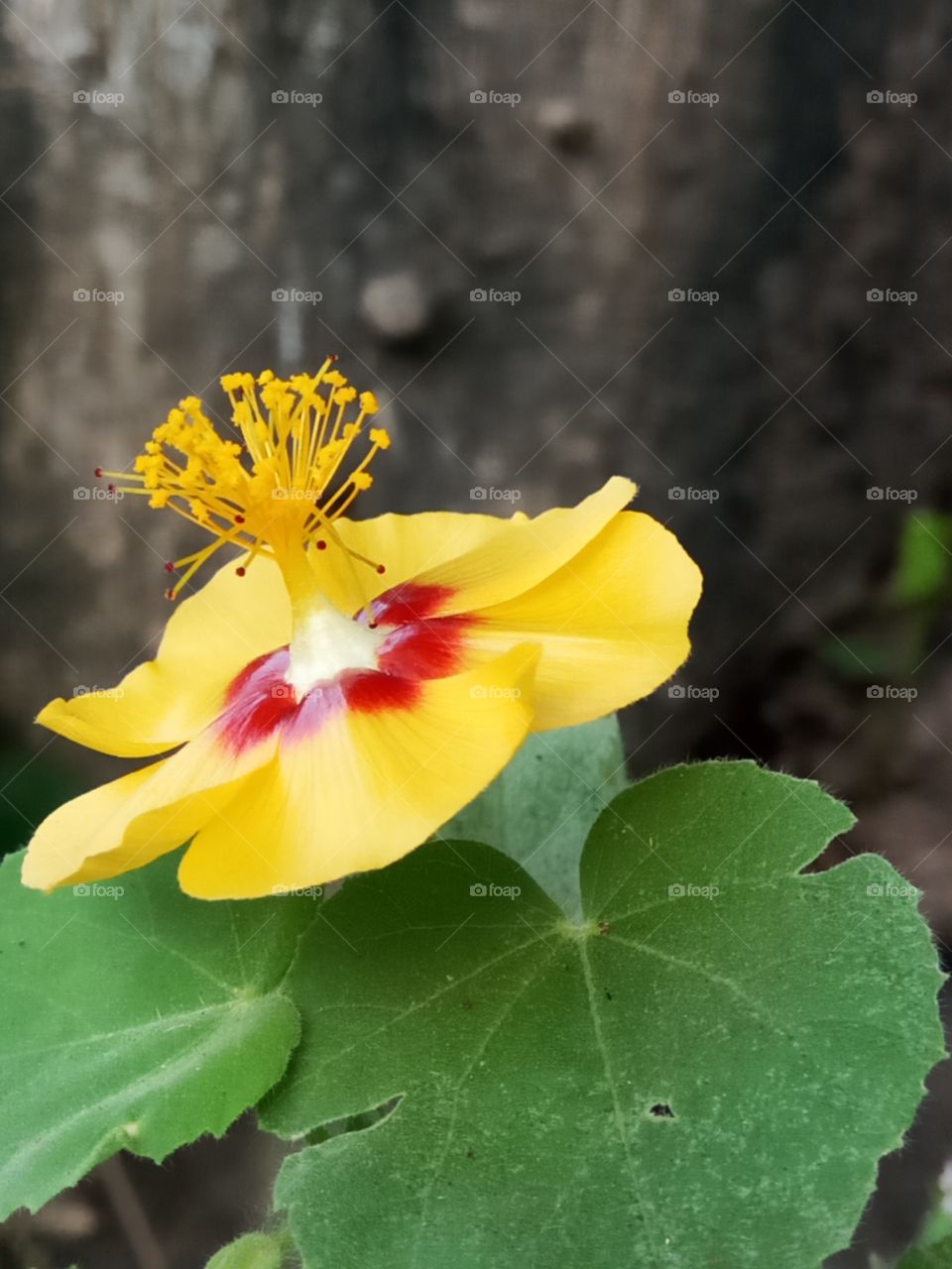 Nature, No Person, Leaf, Flora, Flower