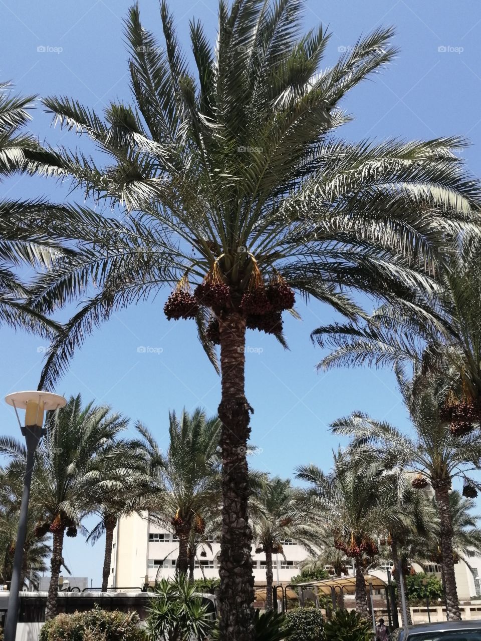 Beautiful palm trees full of dates in the offering season amid the clear blue sky