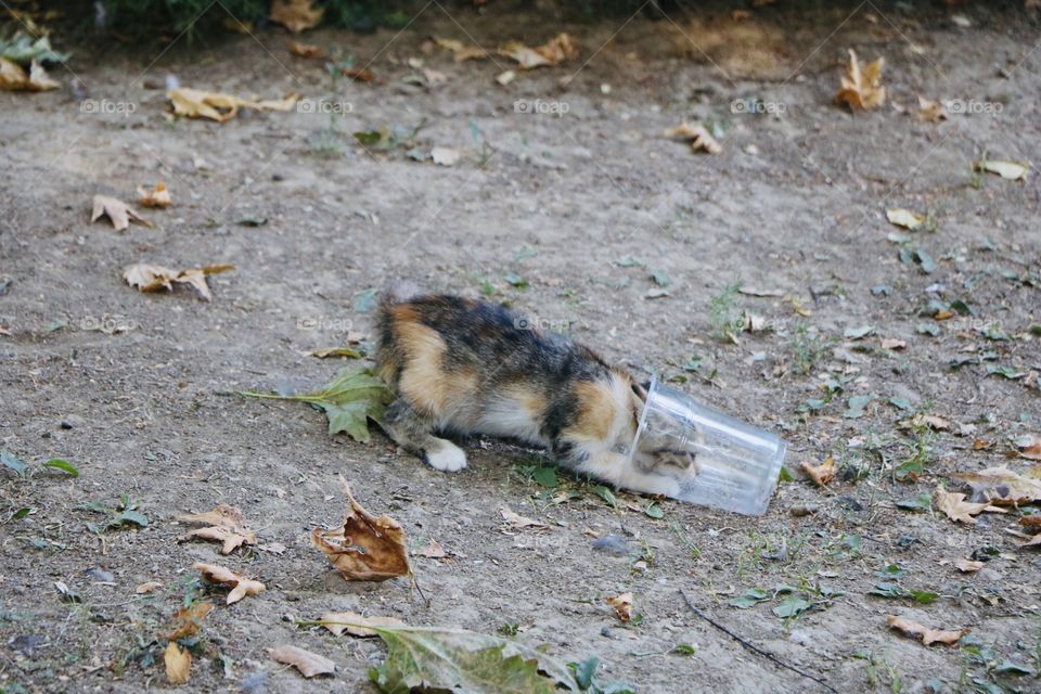 Kitten who played with a plastic cup and got its head stuck in it.. 