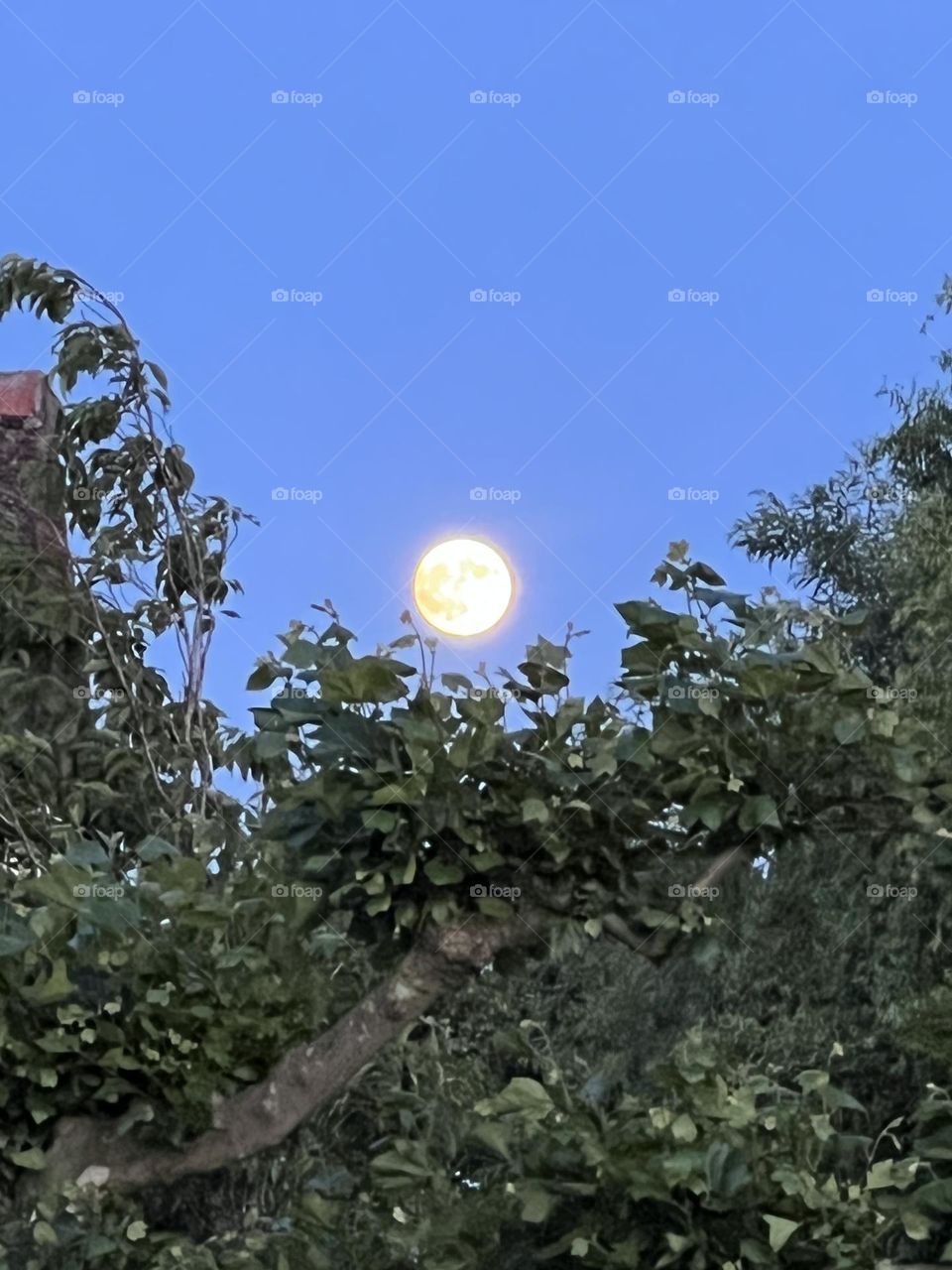 Moon