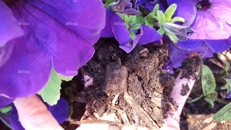 petunias