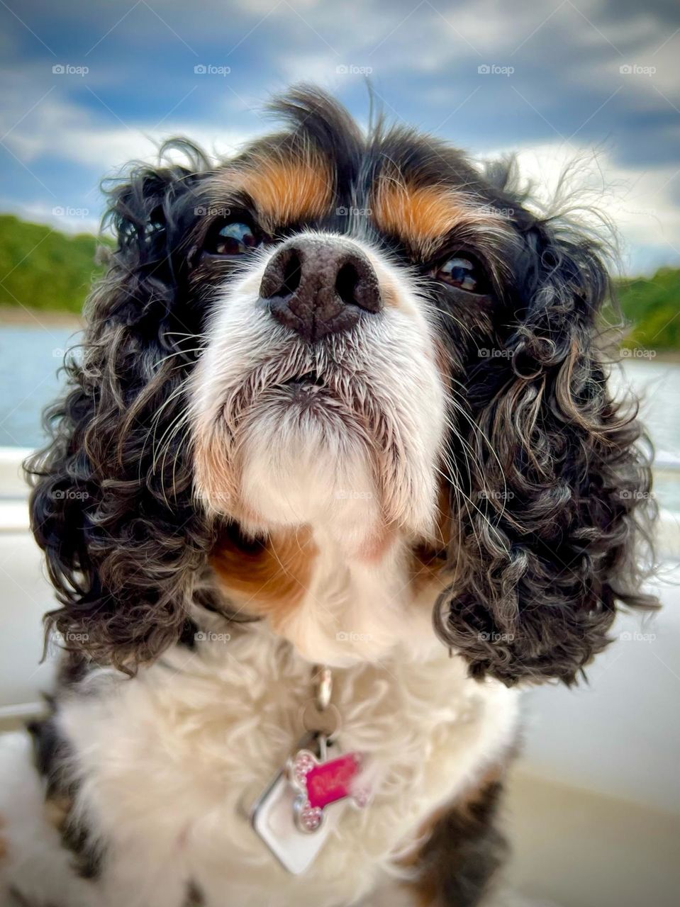 An adorable senior tricolor Cavalier King Charles Spaniel out on a boat in Kentucky in the United States 