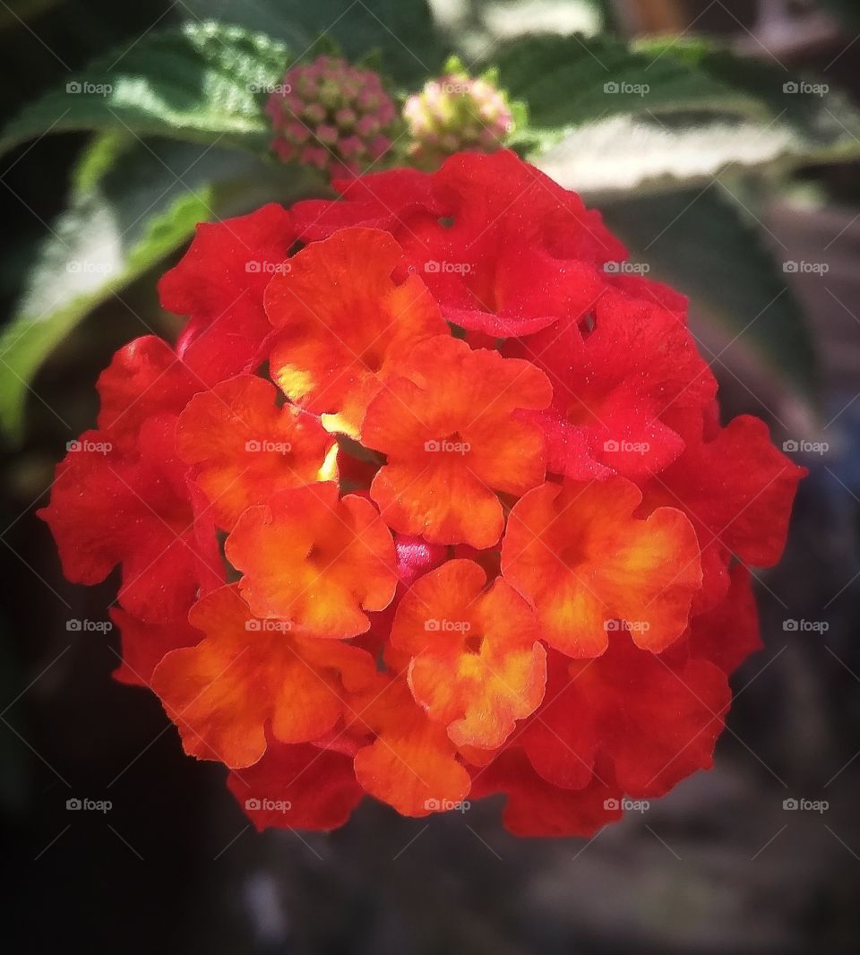 tiny flower with natural retouch