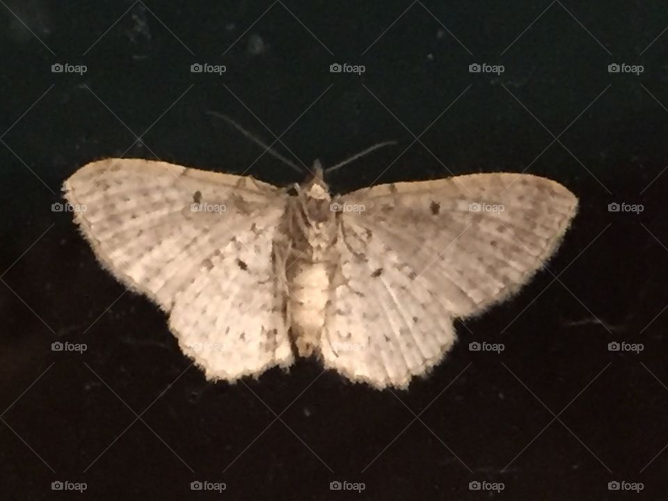 Moth on the window 