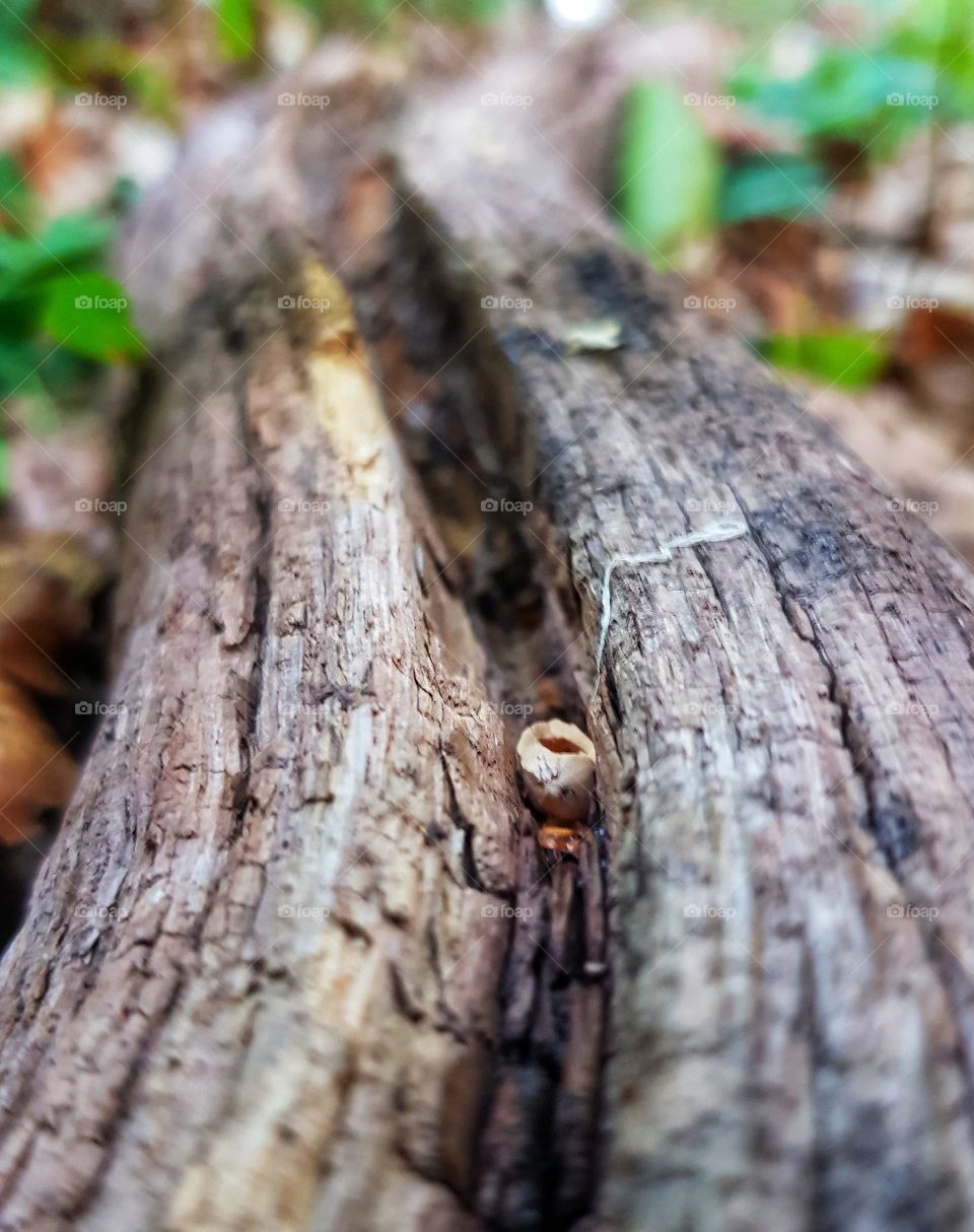 Old log in the forest
