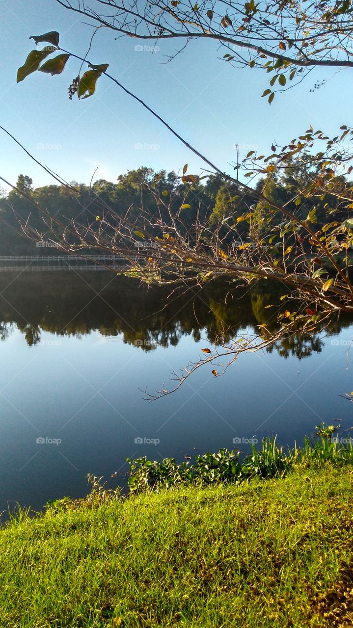 Lakeview Through the Tree Branches