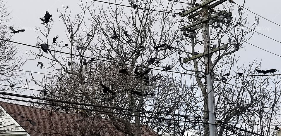 crows