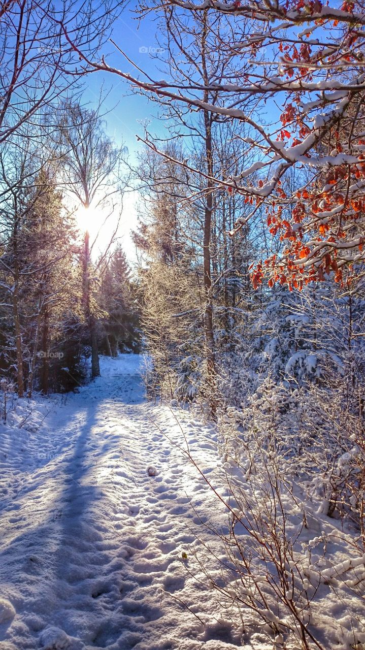 walking in the forest 