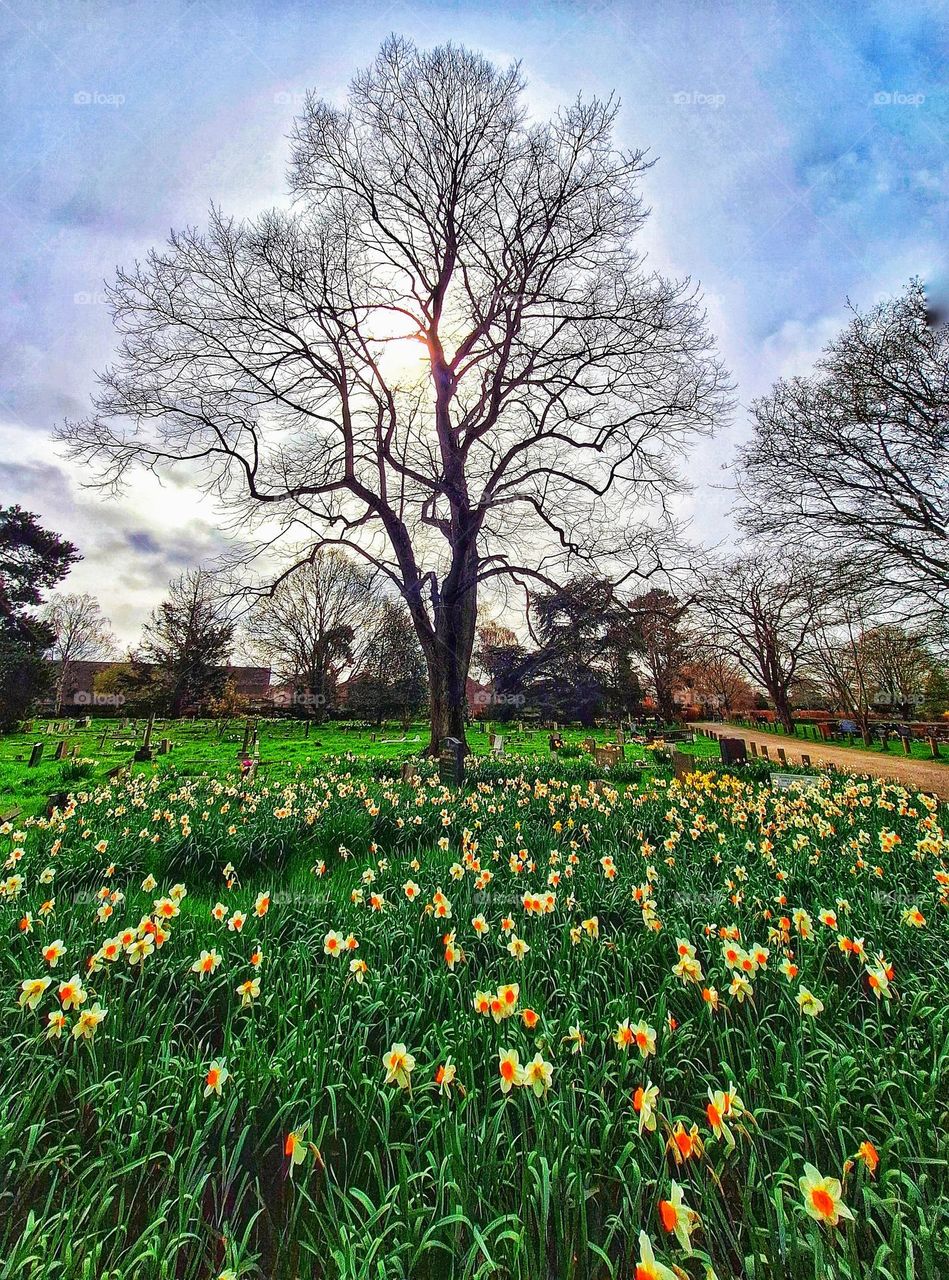 Landscape showing a host of daffodils in the foreground with low spring sun shining through bare tree branches in the background