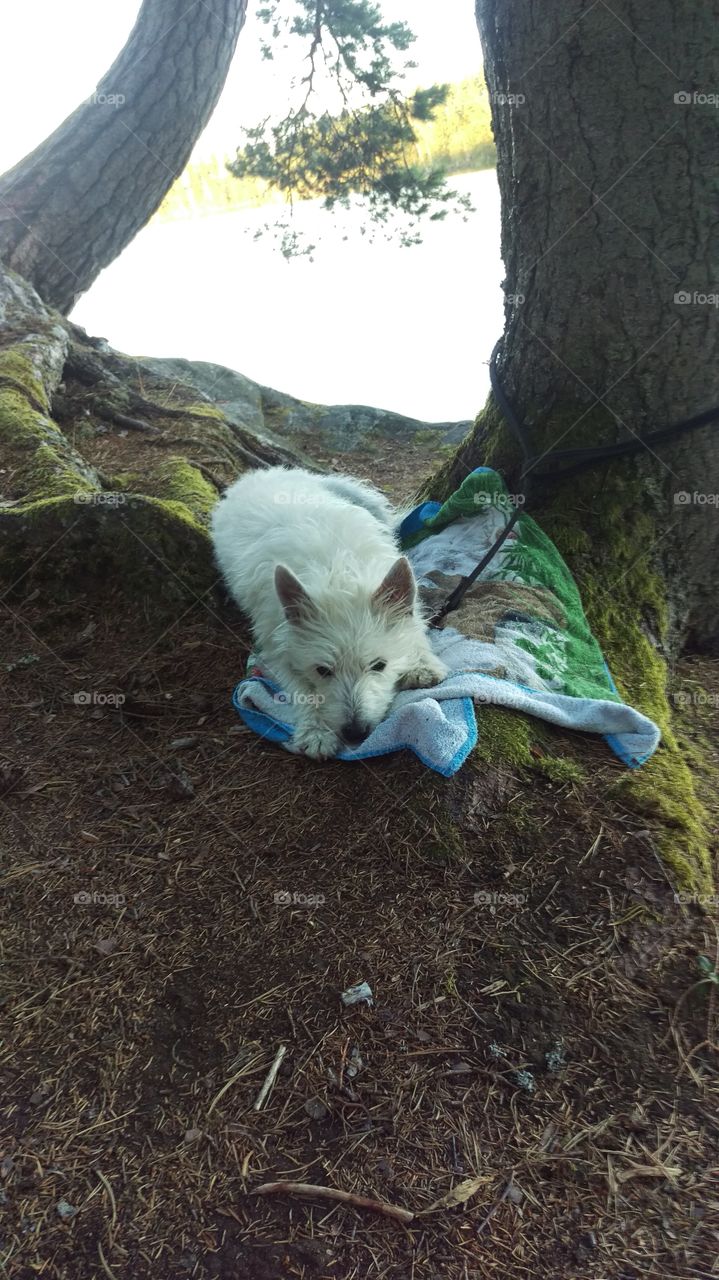 My sweet white dog in Kolmarden,Sweden