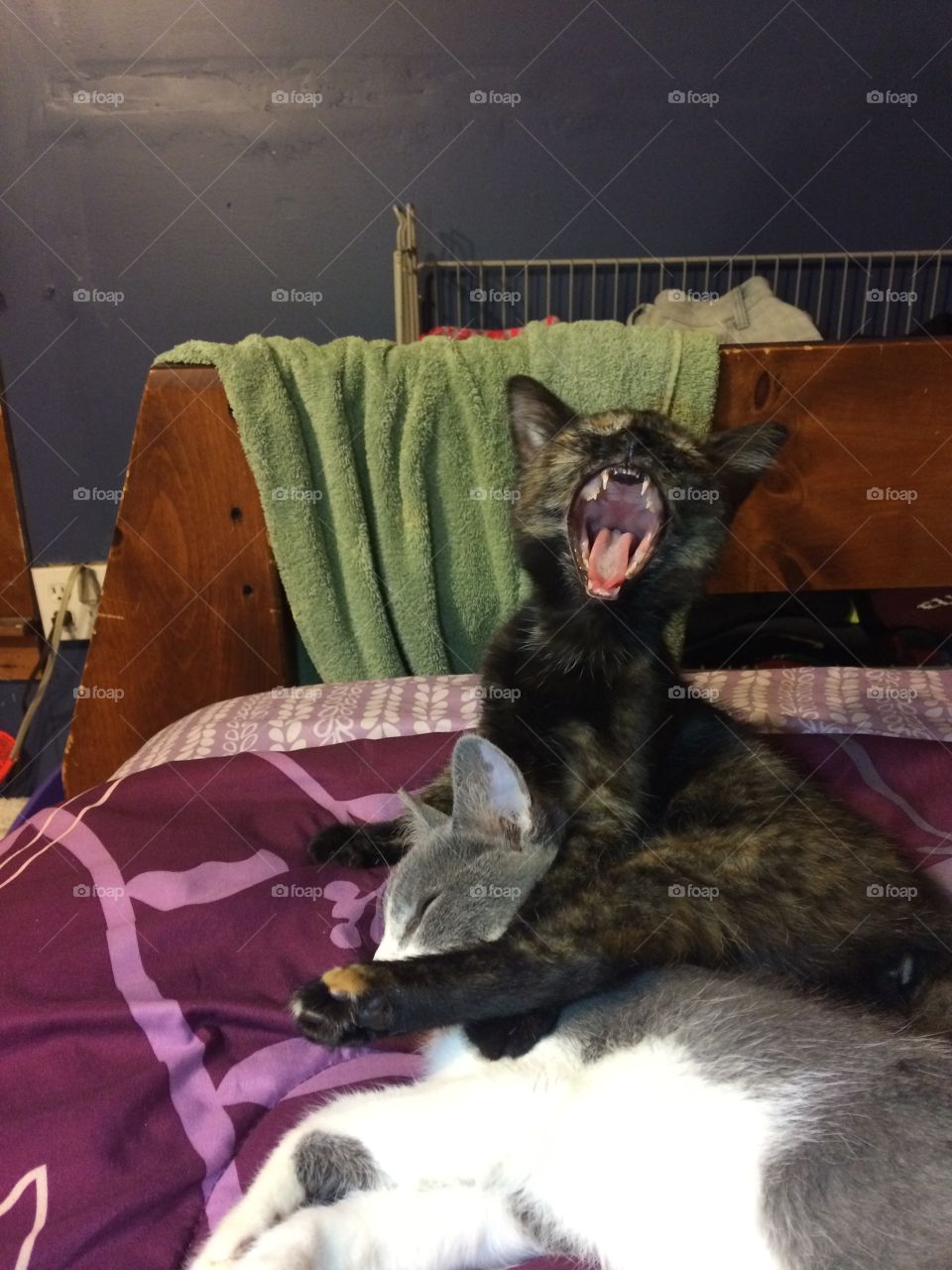 Kittens just woke up from their daily nap