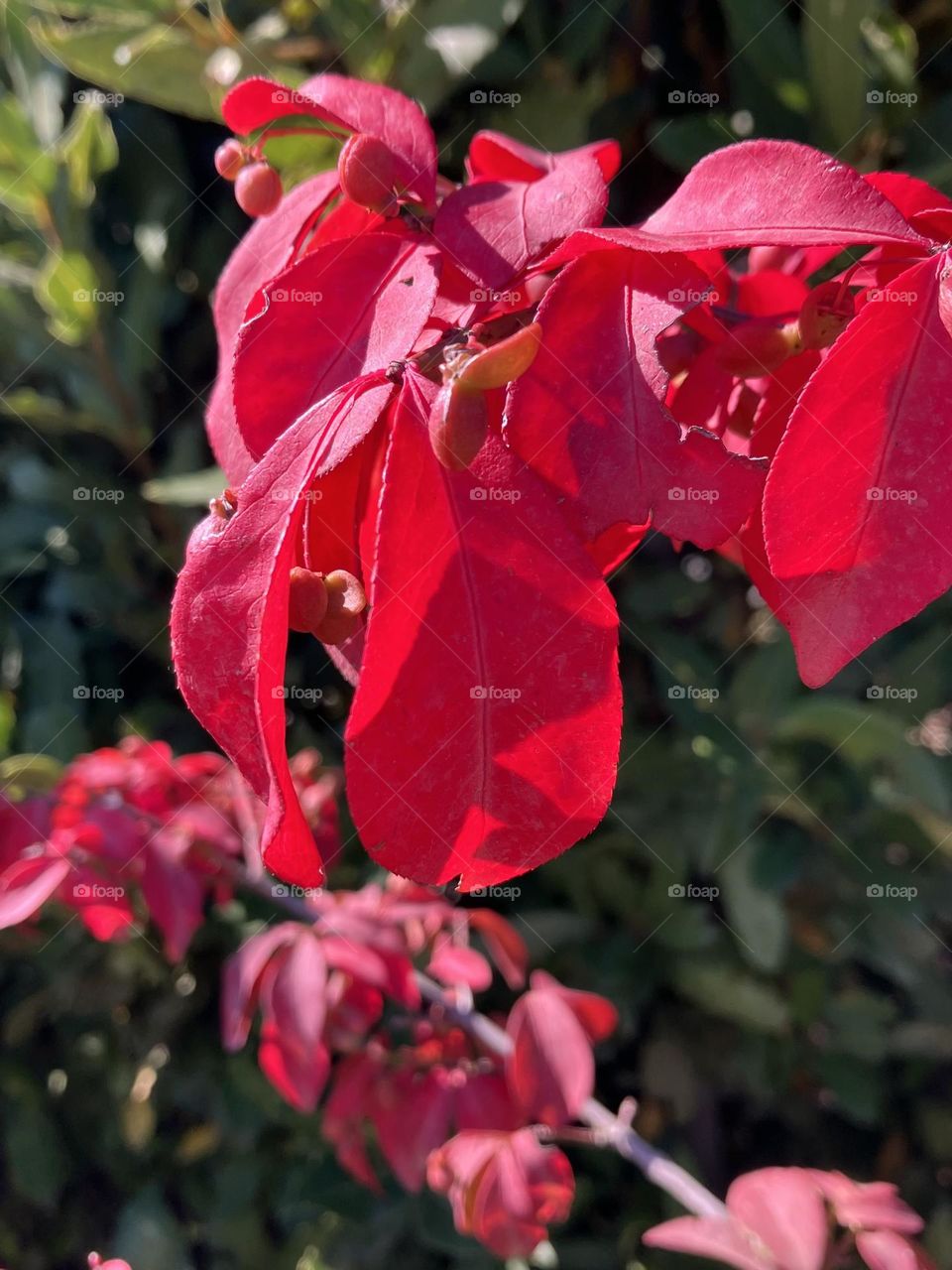 Red leaves